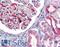 Reticulon 3 antibody, LS-B4116, Lifespan Biosciences, Immunohistochemistry paraffin image 