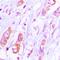VANGL Planar Cell Polarity Protein 2 antibody, abx142304, Abbexa, Western Blot image 