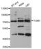 Transglutaminase 3 antibody, abx004493, Abbexa, Western Blot image 