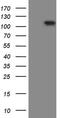 Ral Guanine Nucleotide Dissociation Stimulator Like 2 antibody, MA5-26981, Invitrogen Antibodies, Western Blot image 