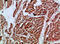 Artemin antibody, A05102-1, Boster Biological Technology, Immunohistochemistry frozen image 