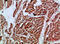 ARTN antibody, A05102-1, Boster Biological Technology, Immunohistochemistry frozen image 