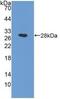 N-acylethanolamine-hydrolyzing acid amidase antibody, MBS2001655, MyBioSource, Western Blot image 