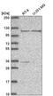 Jade Family PHD Finger 3 antibody, PA5-66708, Invitrogen Antibodies, Western Blot image 