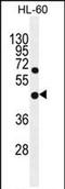 Glycerophosphodiester phosphodiesterase domain-containing protein 1 antibody, PA5-71536, Invitrogen Antibodies, Western Blot image 