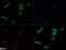 Jhdm2a antibody, NBP1-51678, Novus Biologicals, Immunofluorescence image 