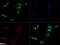 Lysine Demethylase 3A antibody, NBP1-51678, Novus Biologicals, Immunofluorescence image 