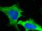 PD-L1 antibody, 66248-1-Ig, Proteintech Group, Immunofluorescence image 