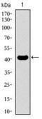 Kruppel Like Factor 1 antibody, NBP2-37380, Novus Biologicals, Western Blot image 
