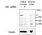 S100 Calcium Binding Protein A8 antibody, 43-038, ProSci, Western Blot image 