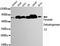 Dihydrolipoamide S-Acetyltransferase antibody, GTX49202, GeneTex, Western Blot image 