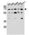 Potassium Voltage-Gated Channel Modifier Subfamily V Member 2 antibody, PA5-48506, Invitrogen Antibodies, Western Blot image 
