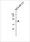 Lysophosphatidic acid receptor 2 antibody, MBS9202689, MyBioSource, Western Blot image 