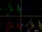 Caspase 4 antibody, NB120-10454, Novus Biologicals, Immunofluorescence image 
