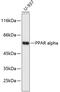 Peroxisome Proliferator Activated Receptor Alpha antibody, 14-195, ProSci, Western Blot image 