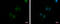 MRE11A antibody, GTX111814, GeneTex, Immunofluorescence image 