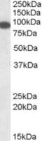 ELKS/RAB6-Interacting/CAST Family Member 1 antibody, MBS421405, MyBioSource, Western Blot image 