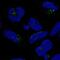 Diphthamide Biosynthesis 5 antibody, NBP2-76567, Novus Biologicals, Immunofluorescence image 