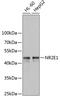 Tll antibody, 14-946, ProSci, Western Blot image 