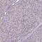 Aldehyde Dehydrogenase 8 Family Member A1 antibody, HPA055414, Atlas Antibodies, Immunohistochemistry frozen image 