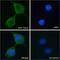 Transient Receptor Potential Cation Channel Subfamily V Member 2 antibody, NBP1-00139, Novus Biologicals, Immunocytochemistry image 