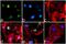 Histone Cluster 4 H4 antibody, 710829, Invitrogen Antibodies, Immunofluorescence image 