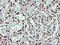 THUMP Domain Containing 1 antibody, LS-C174558, Lifespan Biosciences, Immunohistochemistry paraffin image 