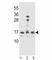HOP Homeobox antibody, F41462-0.4ML, NSJ Bioreagents, Western Blot image 