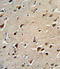 Ornithine Aminotransferase antibody, A01126-1, Boster Biological Technology, Immunohistochemistry paraffin image 