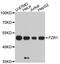 Fizzy And Cell Division Cycle 20 Related 1 antibody, A10935, ABclonal Technology, Western Blot image 