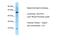 Ras-related protein Rab-27A antibody, A01608, Boster Biological Technology, Western Blot image 