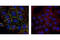 Catenin Alpha 1 antibody, 3236S, Cell Signaling Technology, Immunofluorescence image 