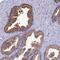 Translocase Of Outer Mitochondrial Membrane 20 Like antibody, PA5-60889, Invitrogen Antibodies, Immunohistochemistry frozen image 