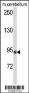 CAS1 Domain Containing 1 antibody, 63-674, ProSci, Western Blot image 