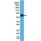 COX2 antibody, M00084-2, Boster Biological Technology, Western Blot image 