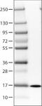 Transthyretin antibody, NBP2-52905, Novus Biologicals, Western Blot image 