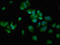 CREB Binding Protein antibody, orb401712, Biorbyt, Immunofluorescence image 
