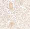 Interleukin 1 Family Member 10 antibody, PA5-38051, Invitrogen Antibodies, Immunohistochemistry paraffin image 