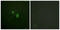 High Mobility Group Nucleosomal Binding Domain 2 antibody, LS-C199069, Lifespan Biosciences, Immunofluorescence image 