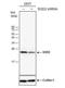 Superoxide Dismutase 2 antibody, NBP2-43795, Novus Biologicals, Western Blot image 