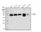 Coronin 1A antibody, A04245-2, Boster Biological Technology, Western Blot image 