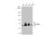 Paxillin antibody, GTX125891, GeneTex, Western Blot image 