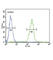 Serpin Family A Member 7 antibody, abx032952, Abbexa, Western Blot image 