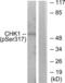 Checkpoint Kinase 1 antibody, LS-C117318, Lifespan Biosciences, Western Blot image 