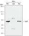 JunB Proto-Oncogene, AP-1 Transcription Factor Subunit antibody, AF4456, R&D Systems, Western Blot image 