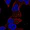 Mannosidase Alpha Class 2A Member 2 antibody, HPA077930, Atlas Antibodies, Immunofluorescence image 