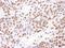 Poly(A) Binding Protein Nuclear 1 antibody, A303-523A, Bethyl Labs, Immunohistochemistry paraffin image 