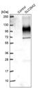 Sulfate transporter antibody, PA5-63524, Invitrogen Antibodies, Western Blot image 