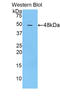 Fas Ligand antibody, LS-C293812, Lifespan Biosciences, Western Blot image 