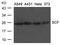 KIT Ligand antibody, GTX50851, GeneTex, Western Blot image 